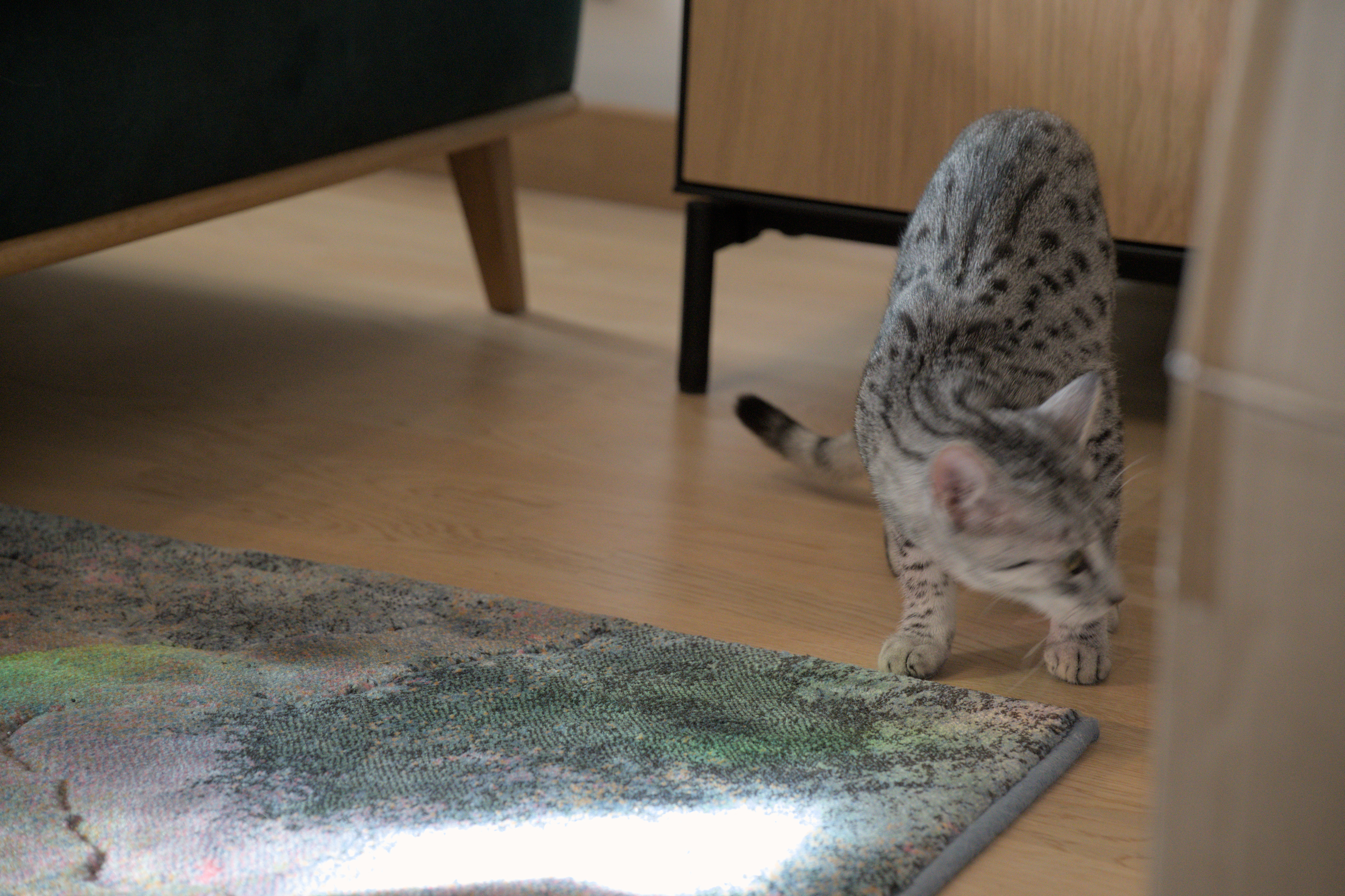 2025/10/12 - cats/DSC_0046.jpg